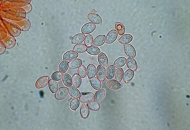Macromiceti jurassiani � la lunga ricerca